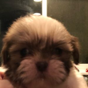 Meet your Posher, Caileen